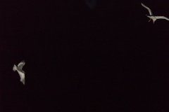 60108_440097993425_7990346_n_440097993425